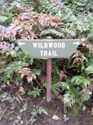 4.1.06 Dogwood & Alder Trail in Forest Park 010